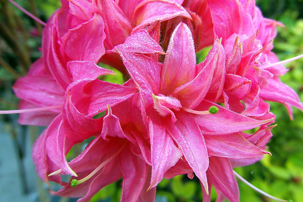 azalea  flower  garden free photo