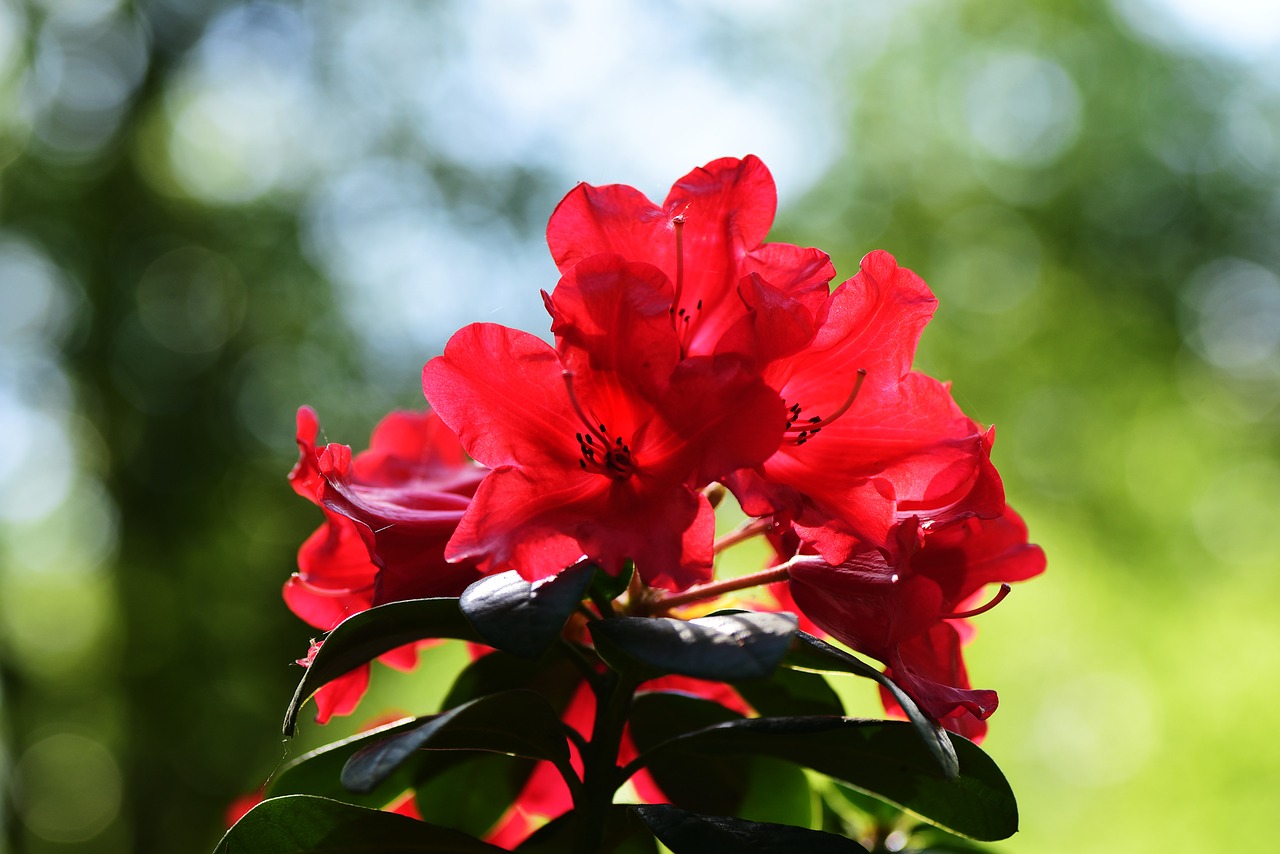 azalea  plant  shrub free photo