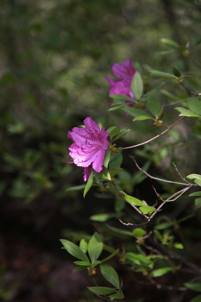 azalea  flowers  petal free photo