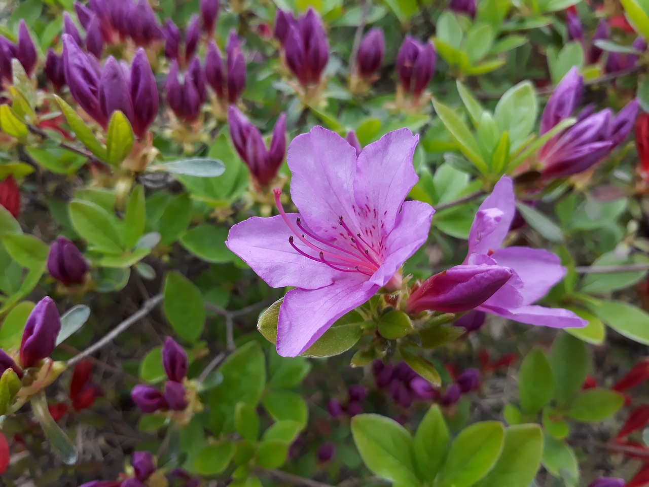 azalea  flowers  petal free photo