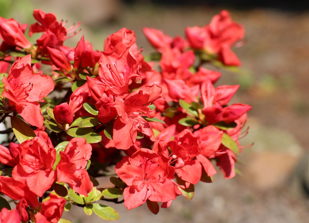 azalea  rhododendron  flowering free photo