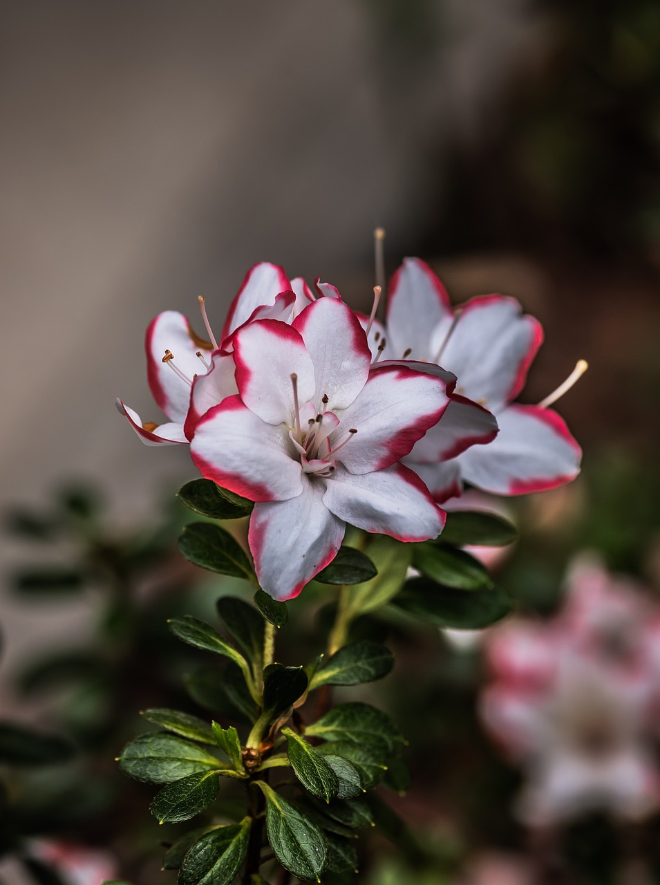 azalea  flower  garden free photo