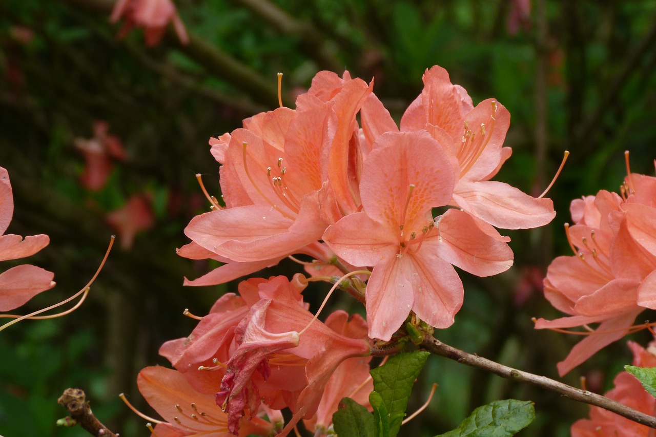 azalea  salmon pink  pink free photo