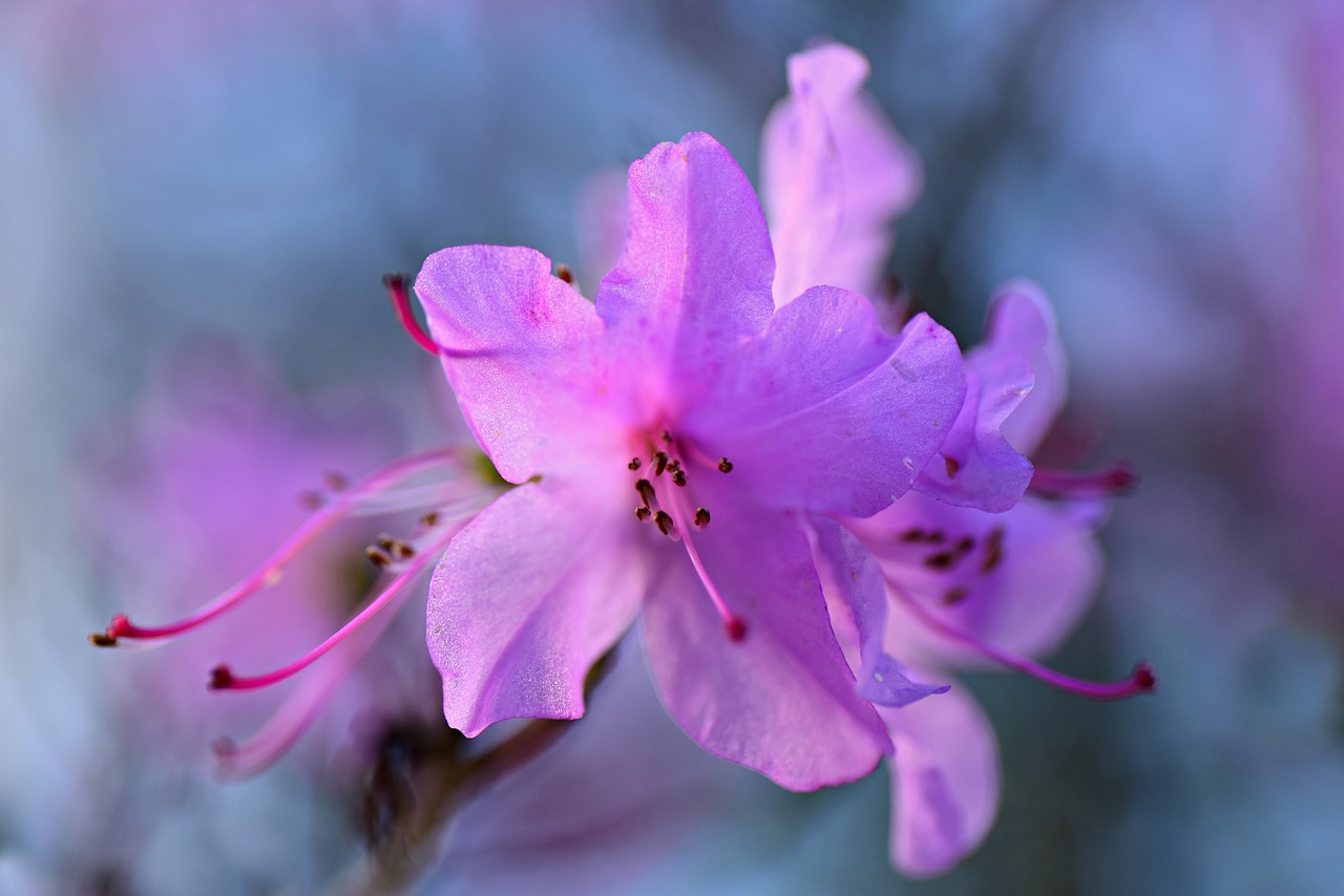 azalea  flower  shrub free photo