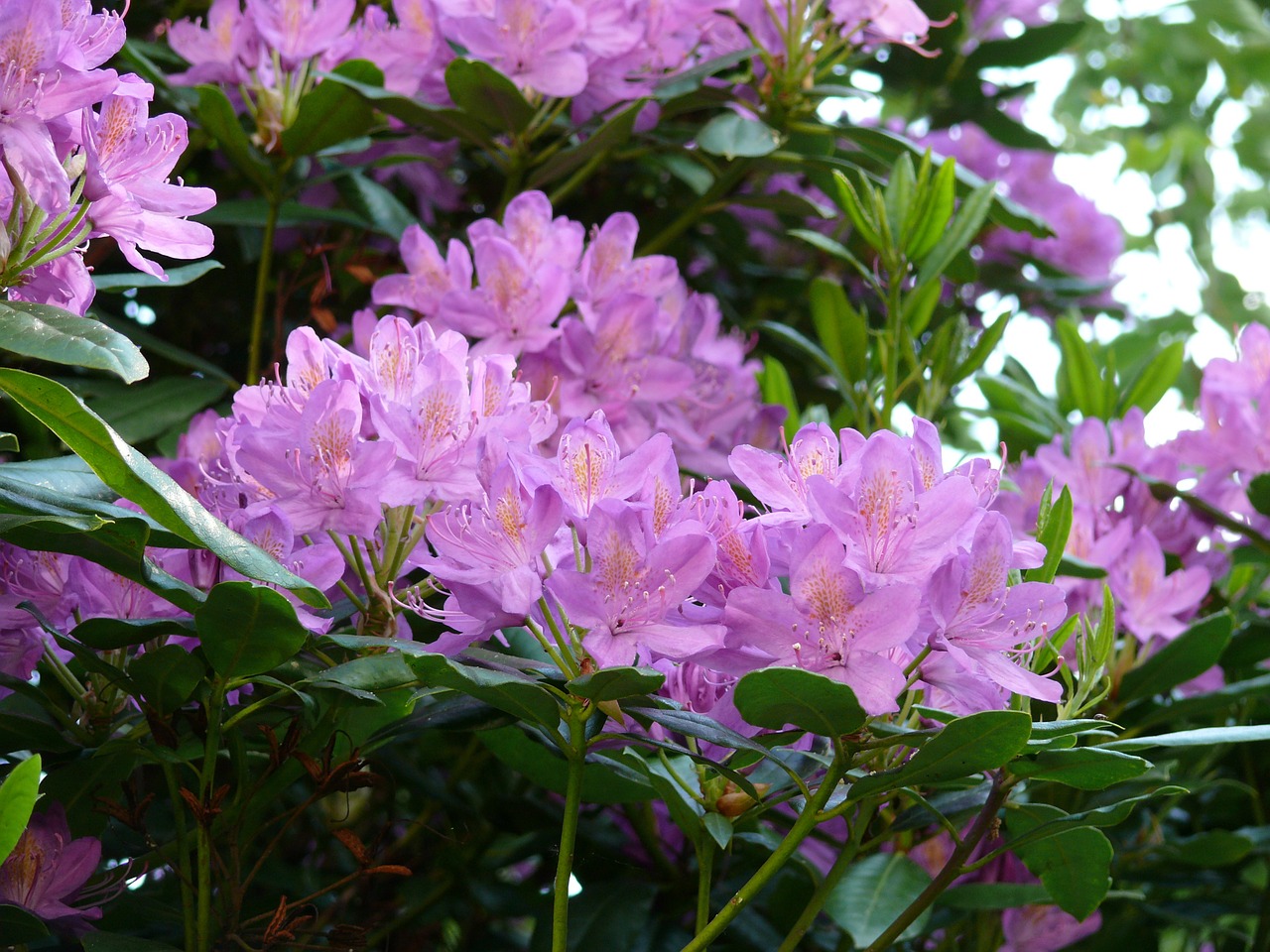 azalea flowers bloom free photo