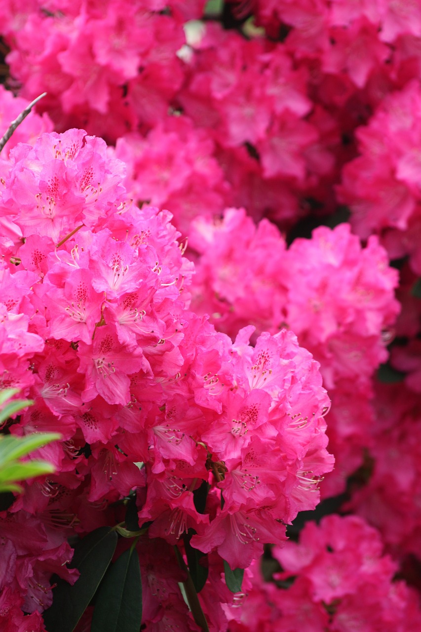 azalea flower spring free photo