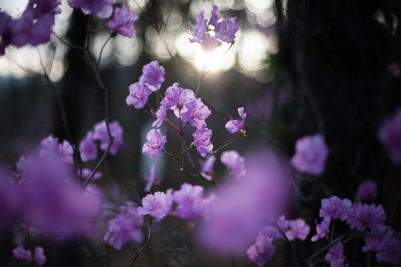 azalea spring flowers flowers free photo