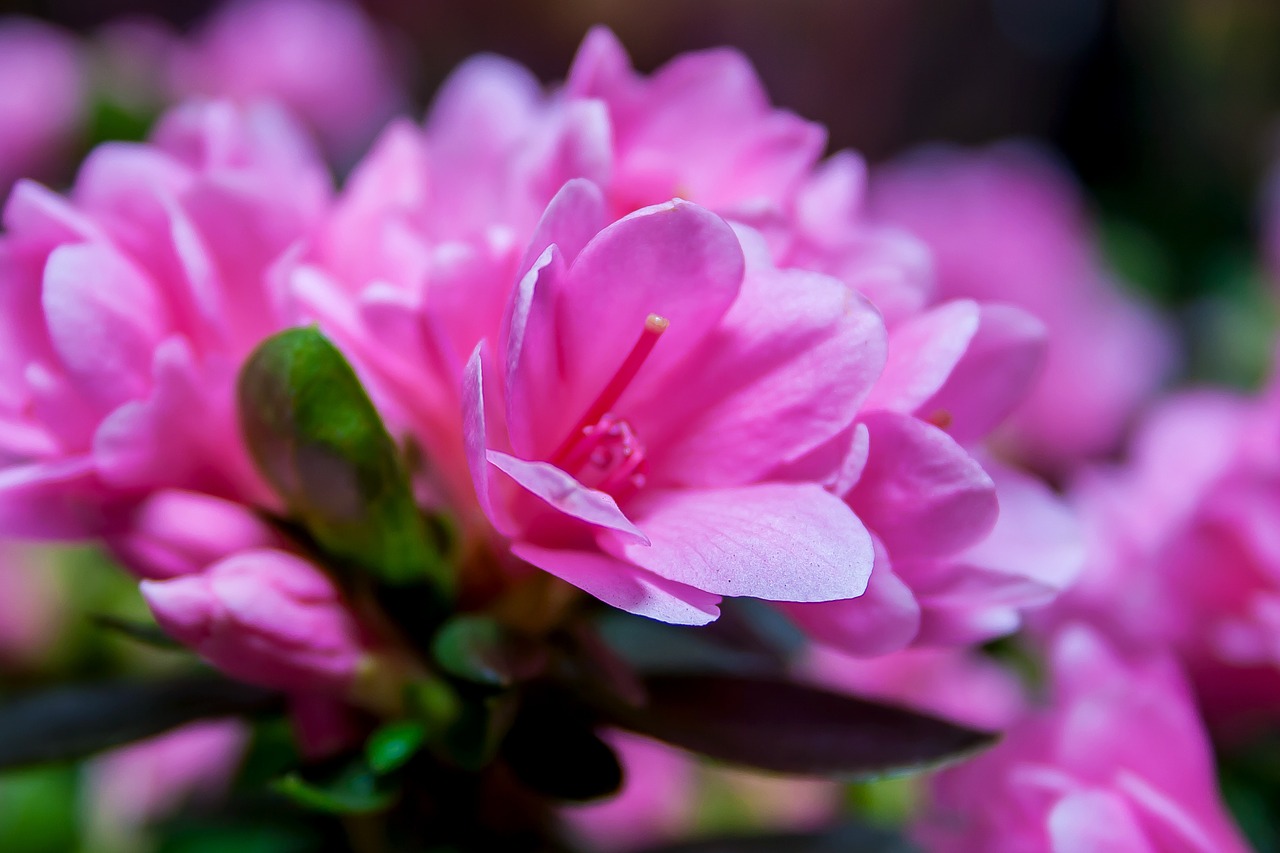 azalea rhododendron kirin free photo