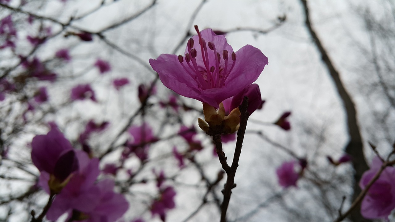 azalea spring flowers free photo