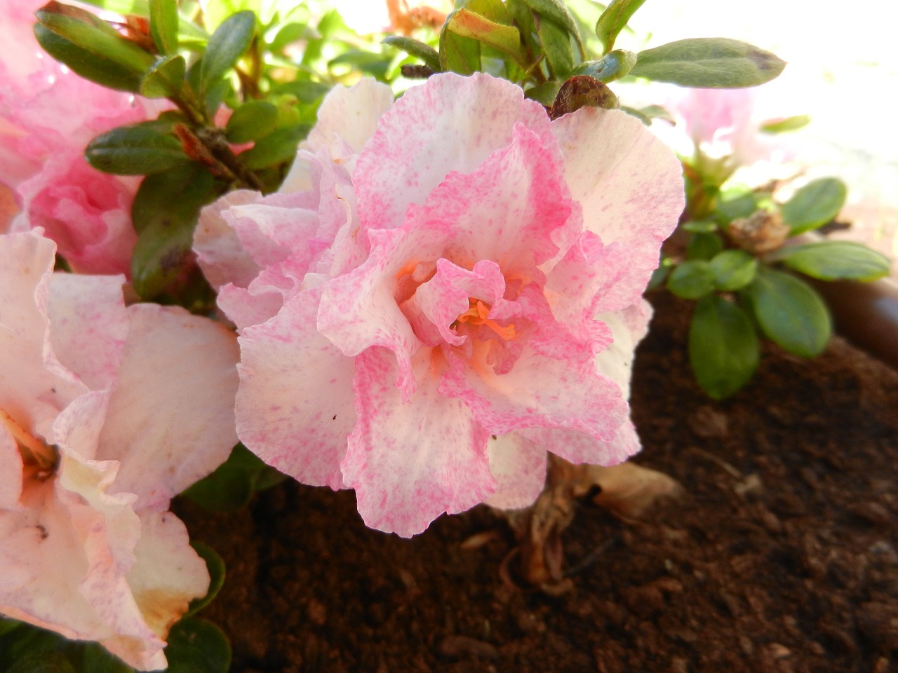 azalea flower shrub free photo