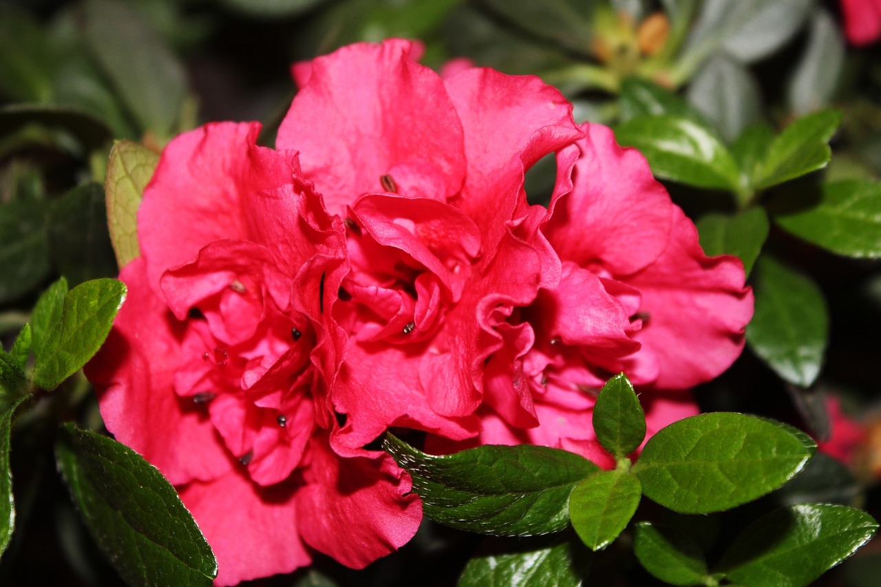 azalea flower indoor free photo