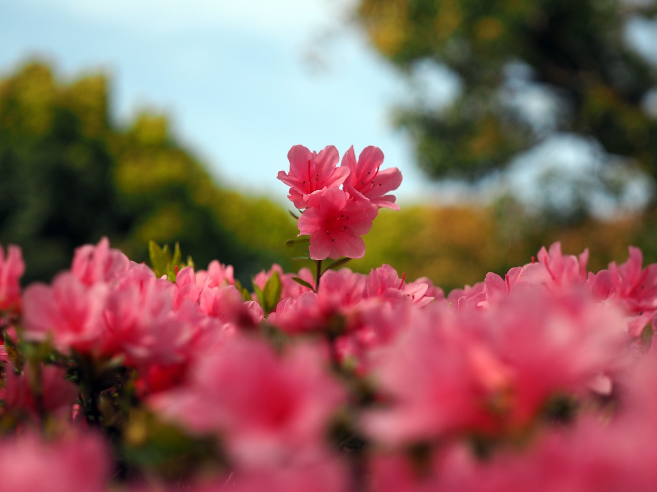 azalea plant flowers free photo