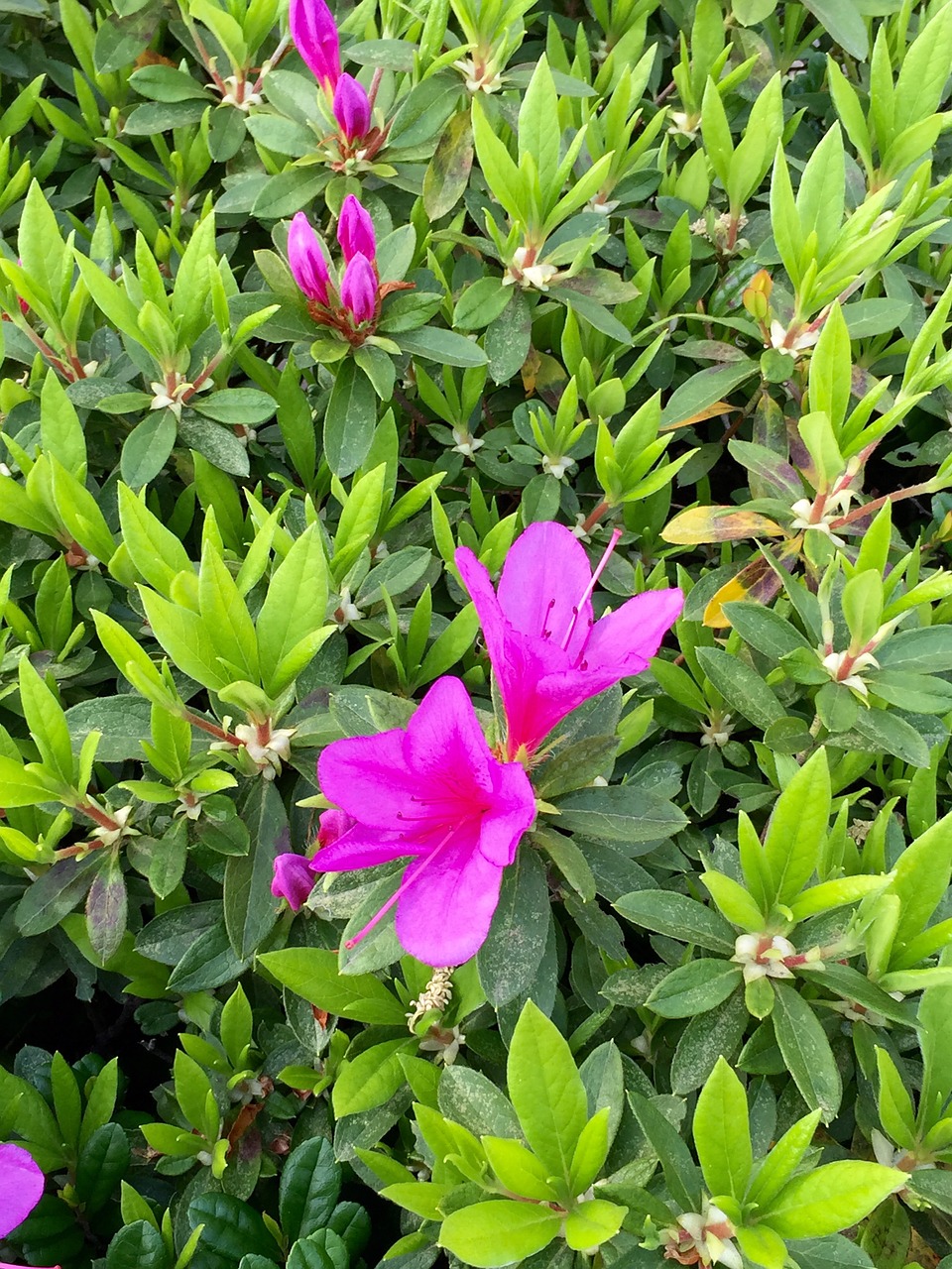 azalea flowers spring free photo