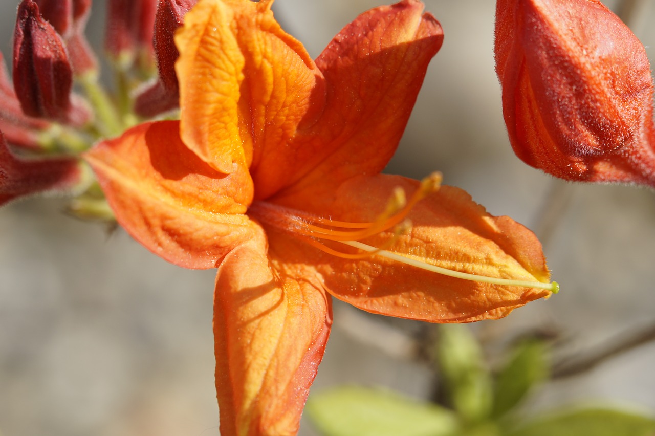 azalea blossom bloom free photo