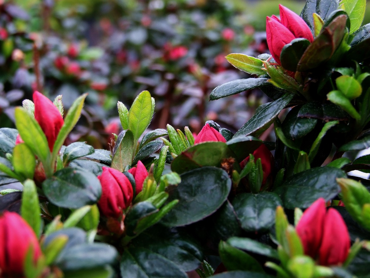 azalea flowers bush free photo