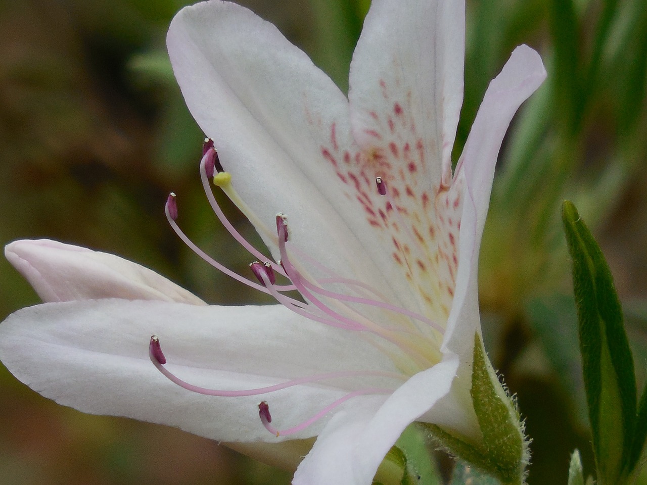 azalea bloom pink free photo