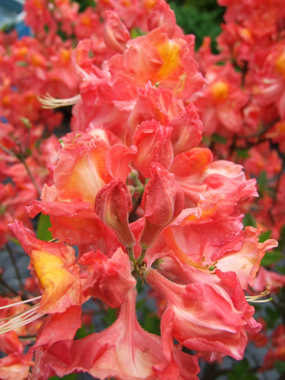 azalea flower perennial free photo
