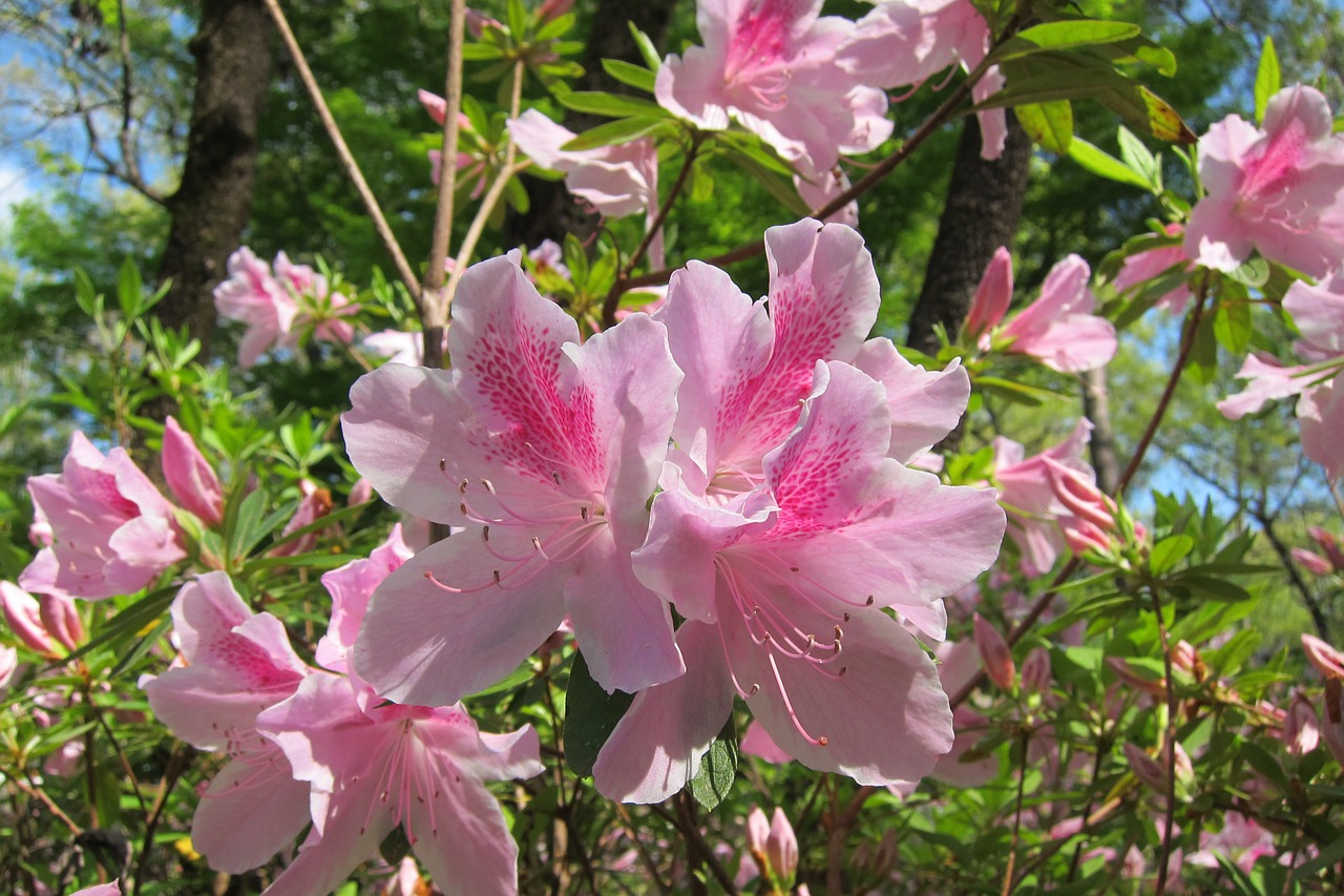 azalea pink flower free photo