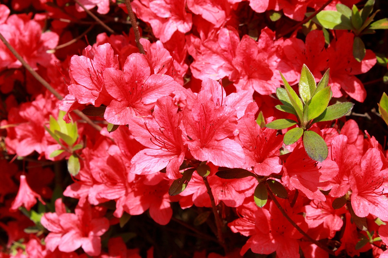 azalea flowers red flowers free photo