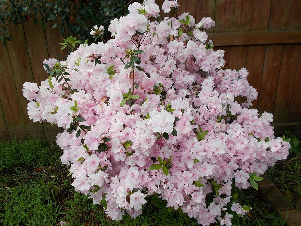 azalea plants nature free photo