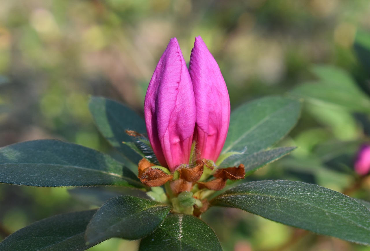 azalea blossom buds azalea shrub free photo