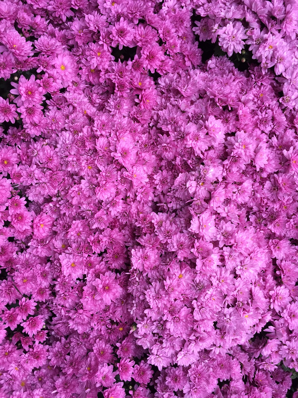 azalea color dark pink hot pink free photo