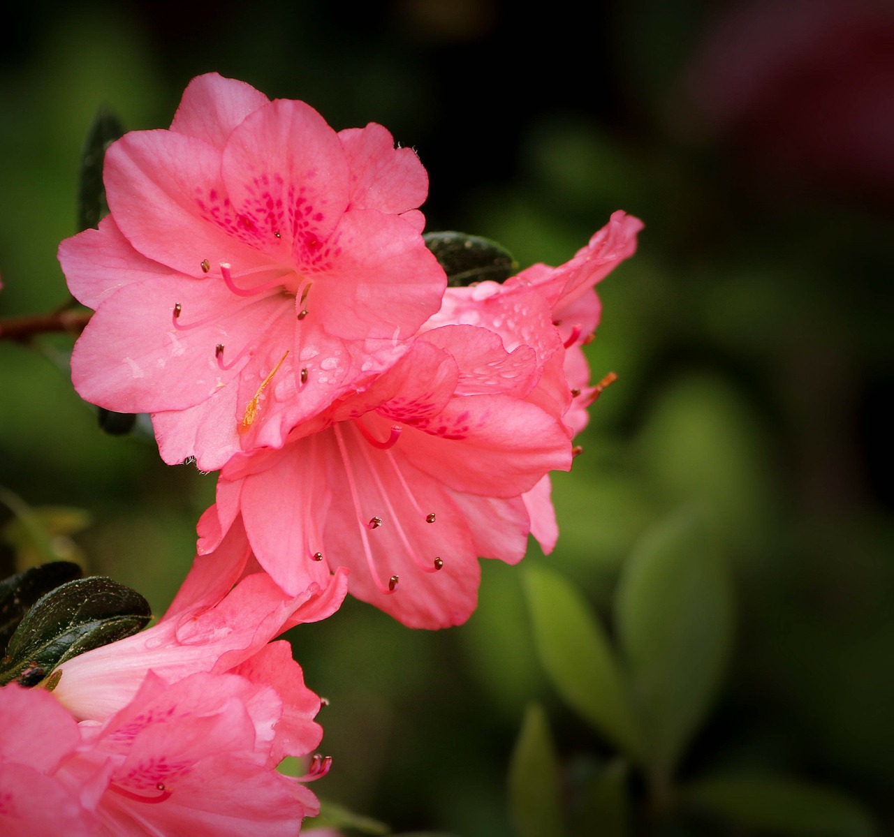 Download free photo of Azalea coral bells,rhododendron kurume,pink