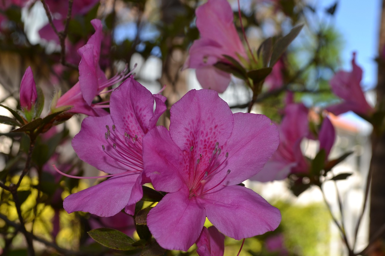 azalea pink elizabeth button pink flower free photo