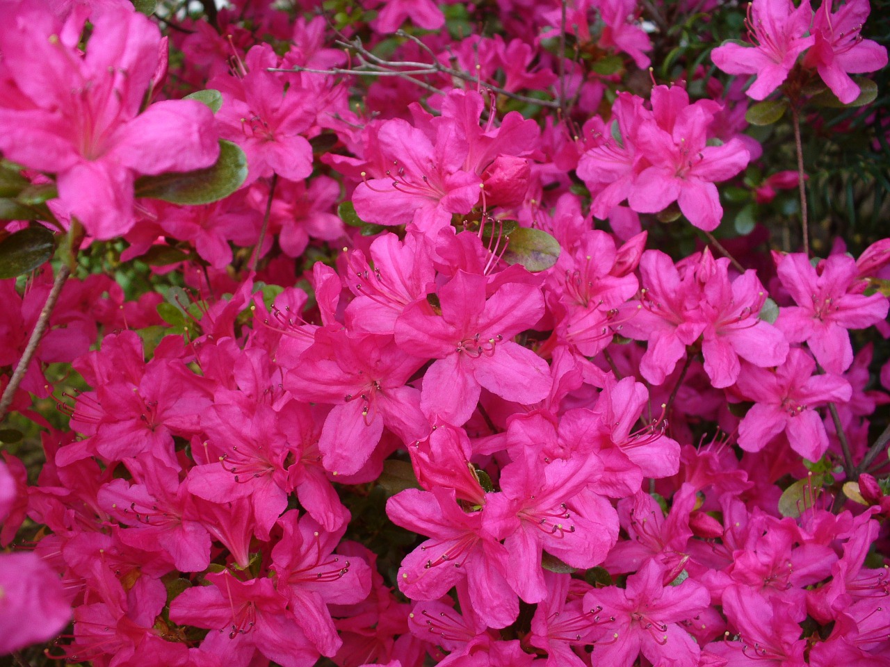 azaleas bush floral free photo