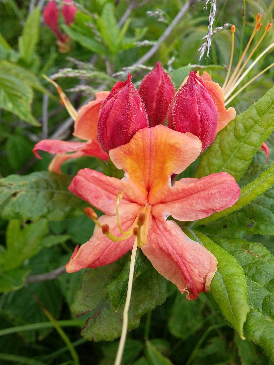 azaleas flowers blooming free photo