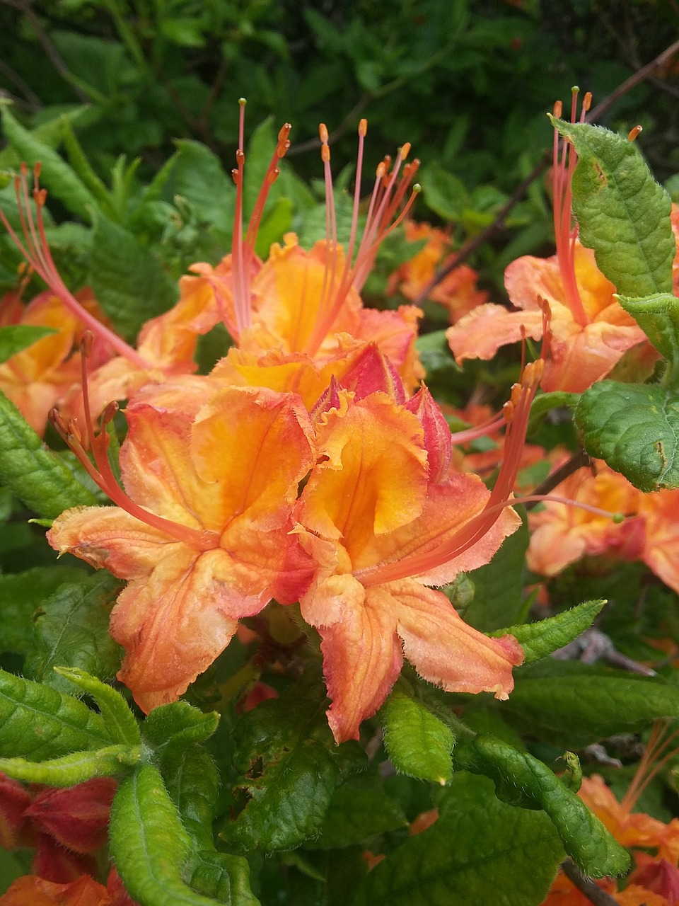 azaleas flowers blooming free photo