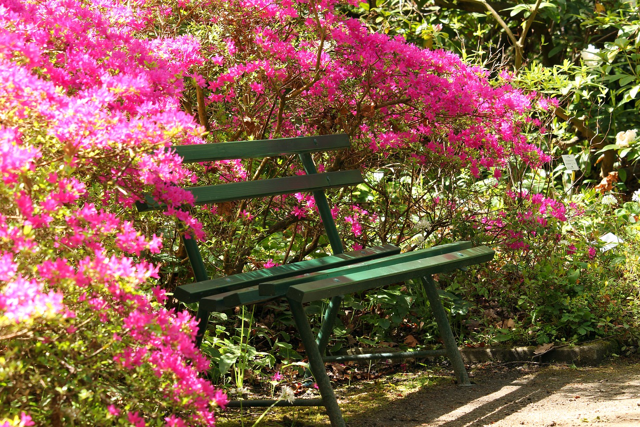 azaleas  arboretum  park free photo