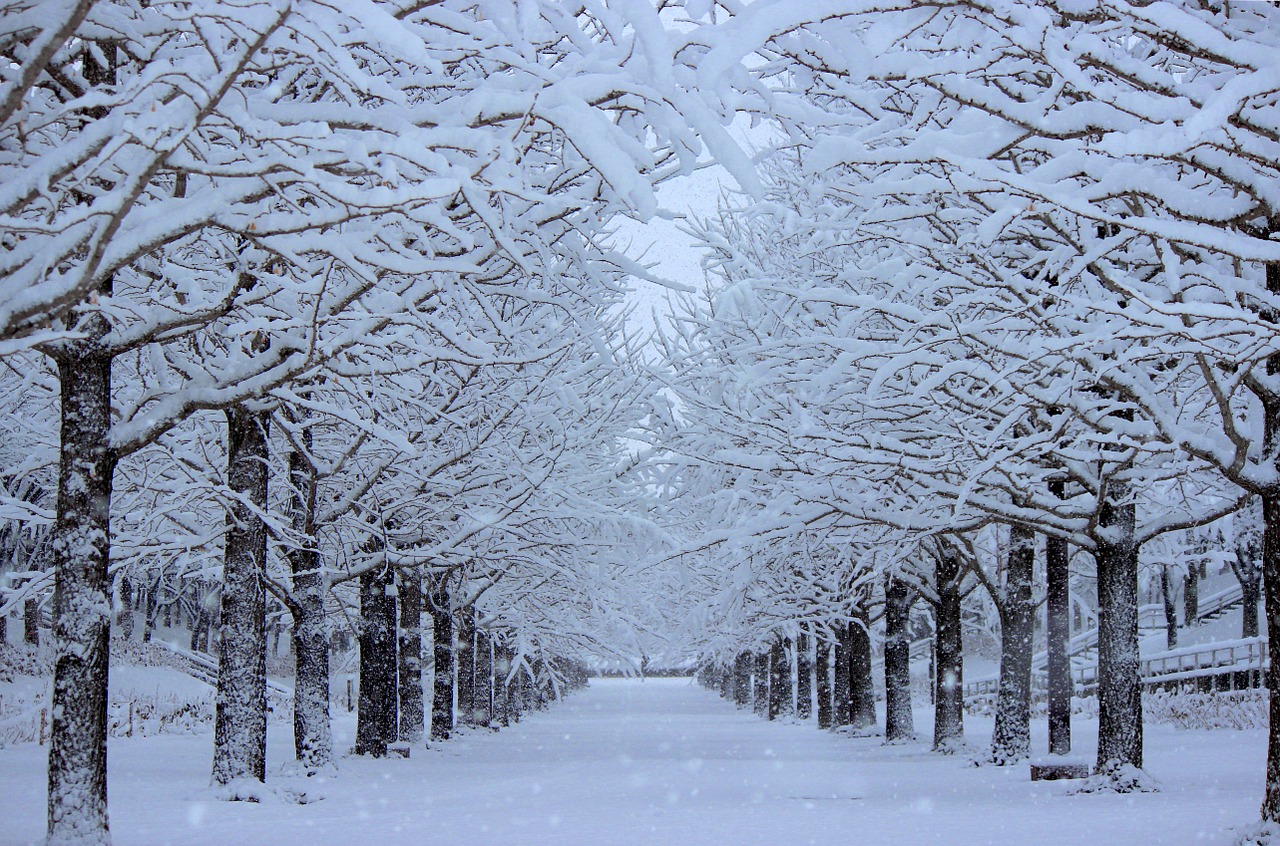 azuma sports park ginkgo trees snow free photo