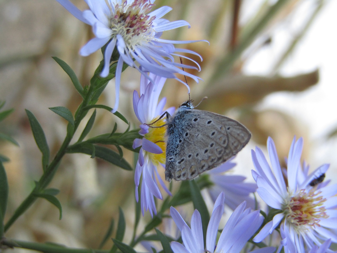 azure  butterfly  azure cordouan free photo