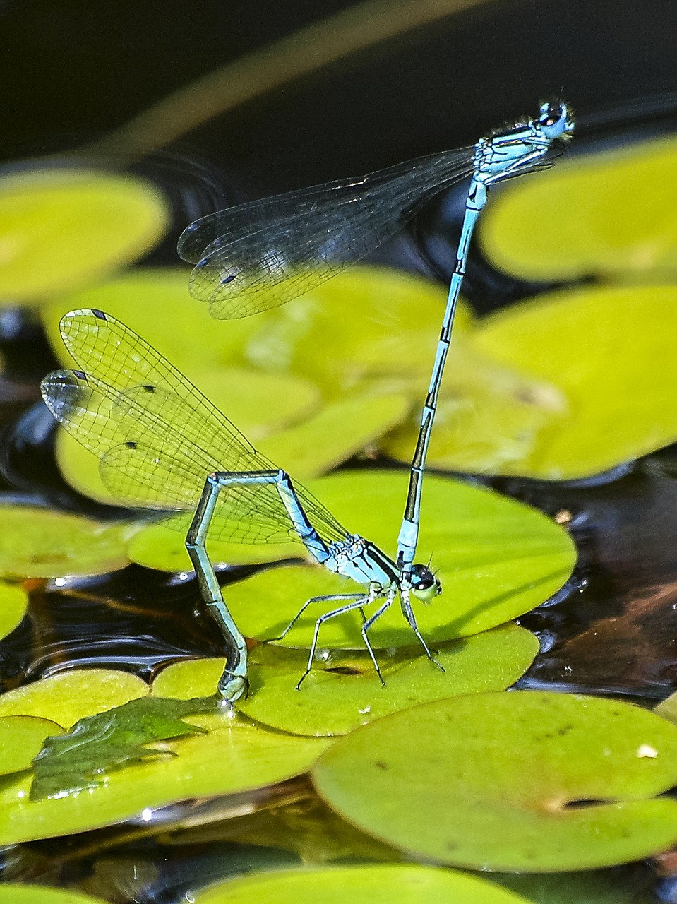 azure bridesmaid dragonfly insect free photo
