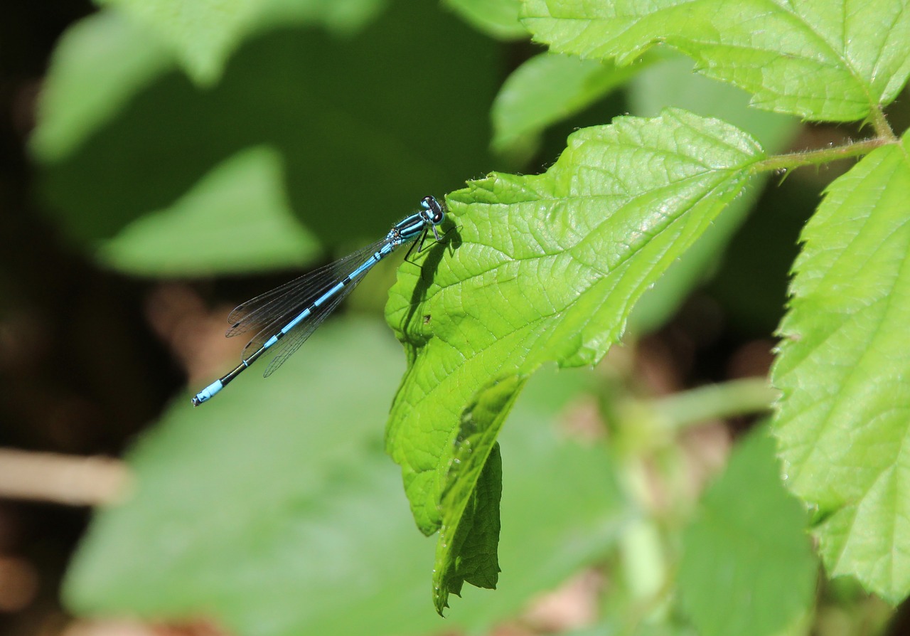 azure bridesmaid dragonfly blue free photo