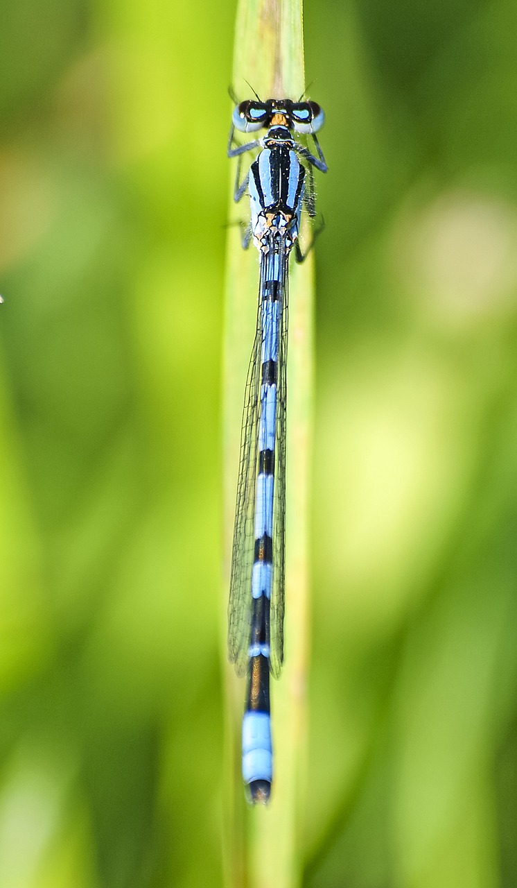 azure bridesmaid dragonfly insect free photo