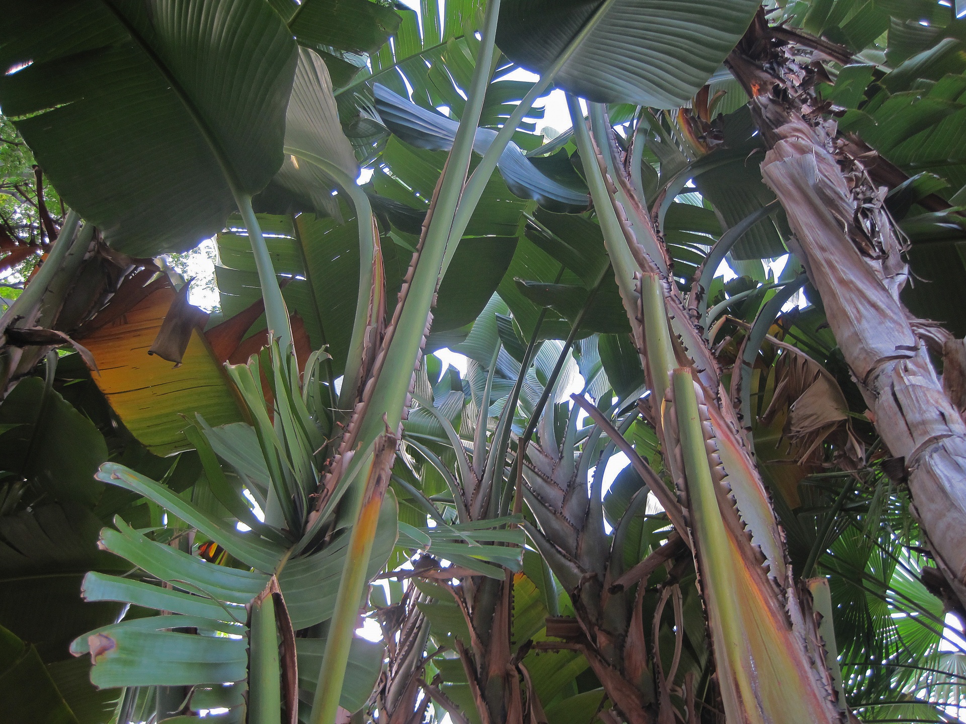 plant tropical leaves free photo