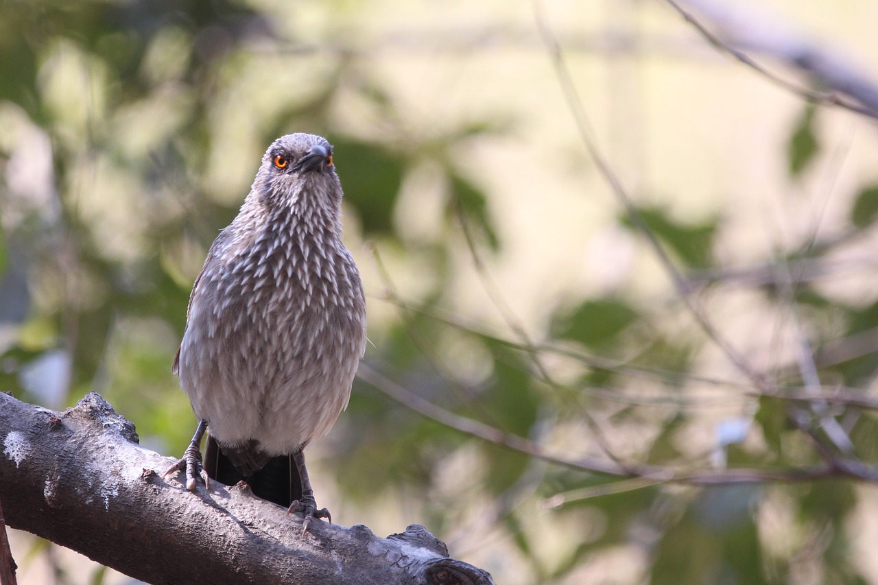 babbler bird birdwatching free photo