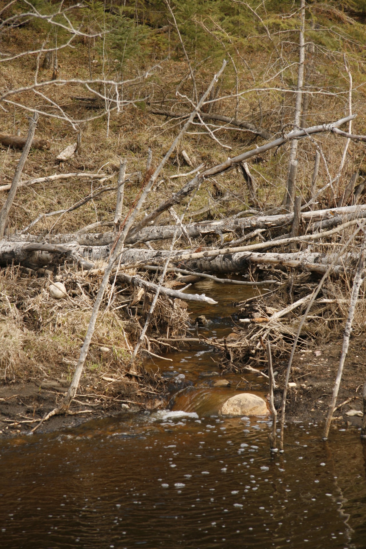 babbling brook stream free photo