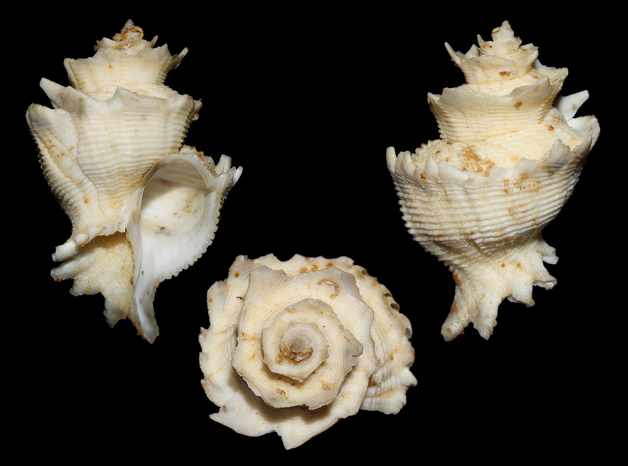 babelomurex finchii finch's latiaxis sea snail free photo