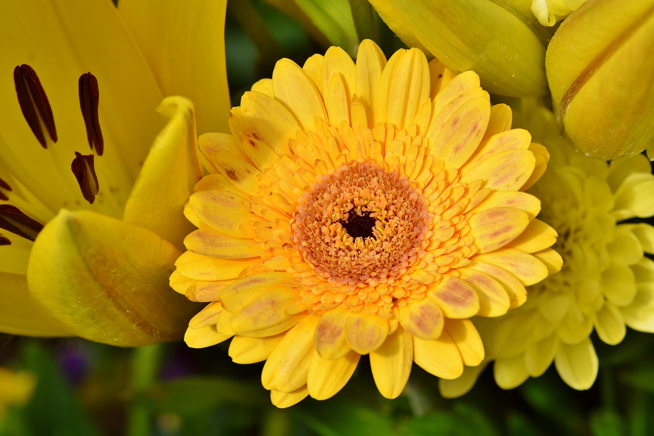 baberton  baberton daisies  daisy free photo