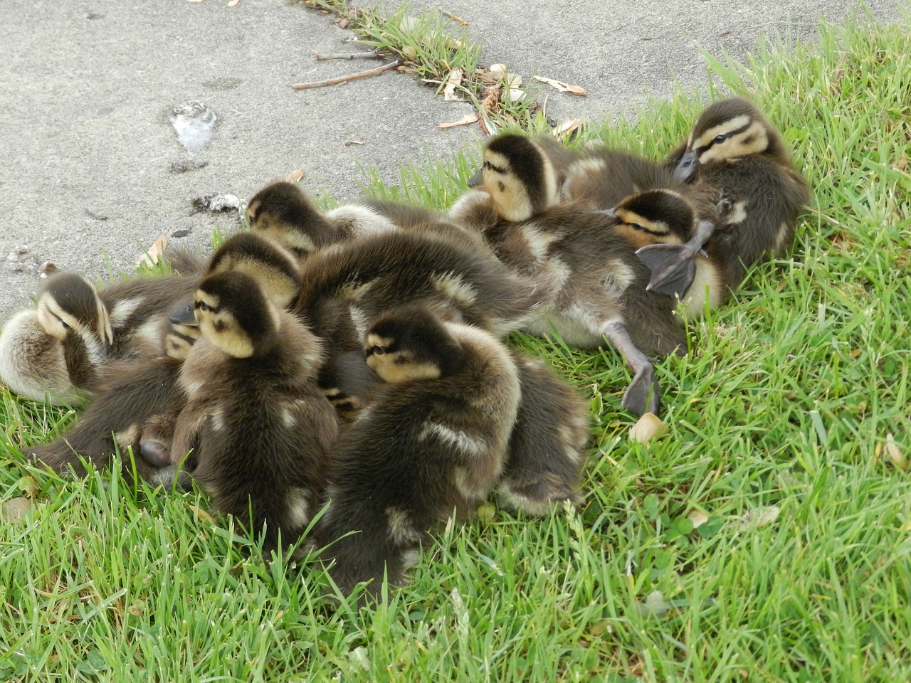 babies ducks fun free photo