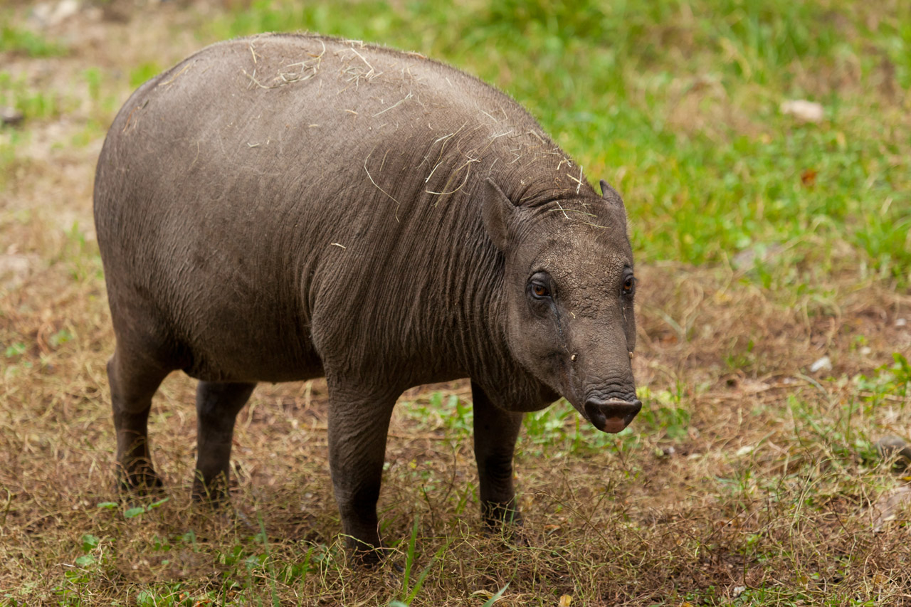 animal babirusa babyrousa free photo