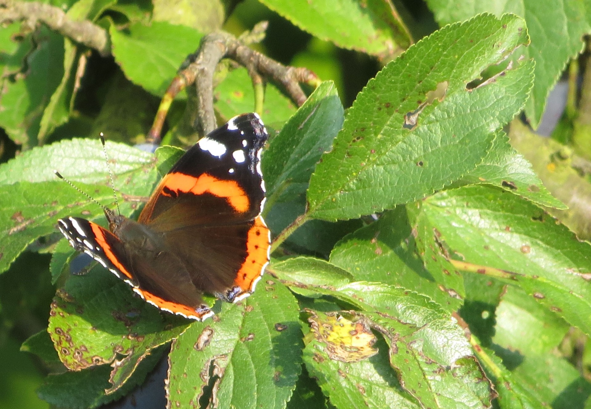 butterfly red admiral summer free photo