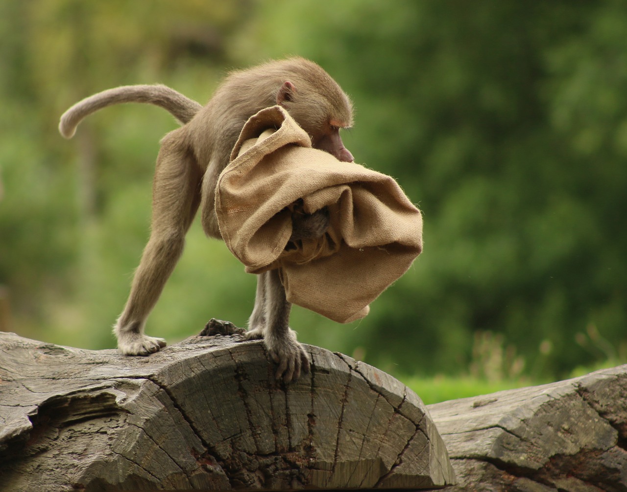 baboon sack wood free photo