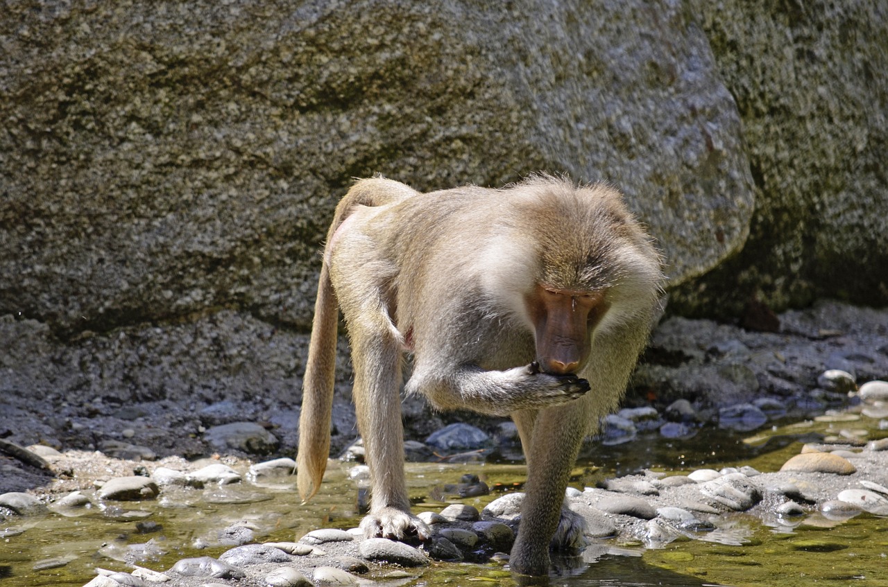 baboon monkey primates free photo