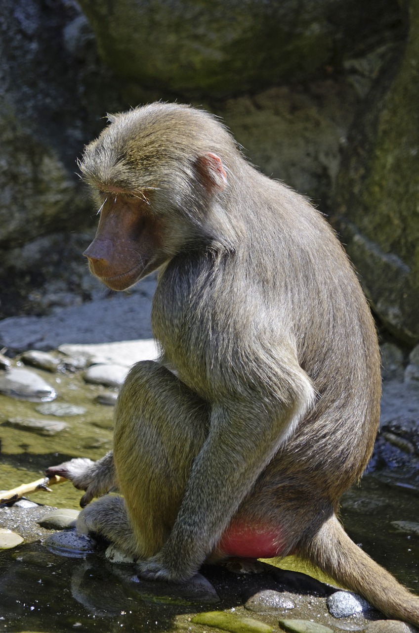 baboon monkey sit free photo