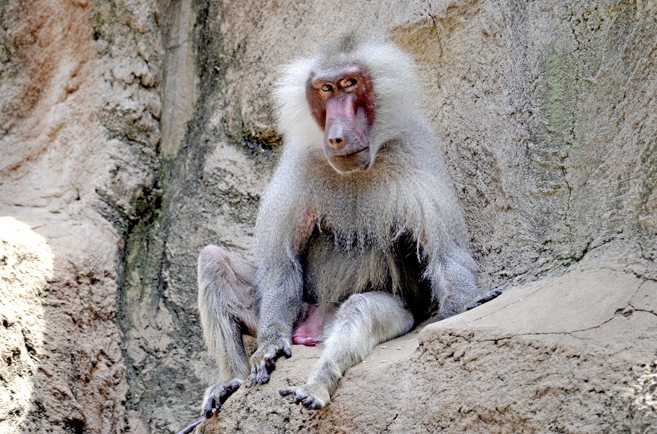 baboon monkey old free photo