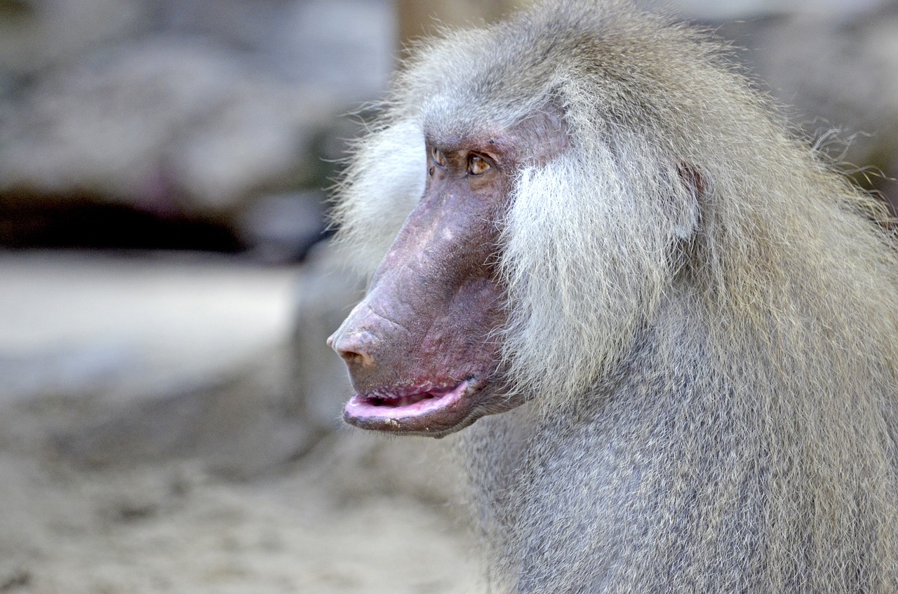 baboon monkey old free photo